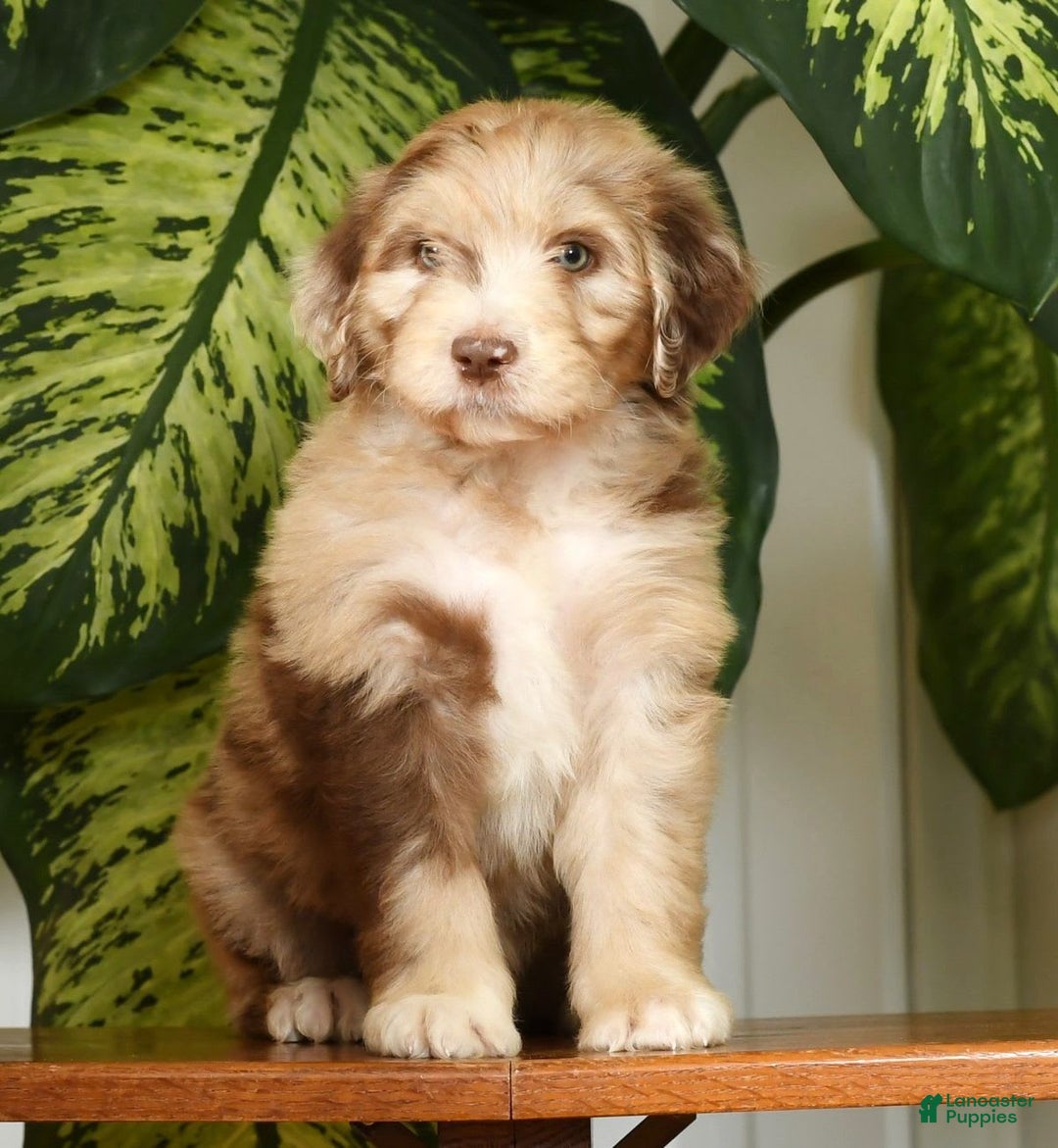 Aussiedoodle dogs for sale: Travis - Image 7