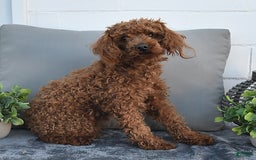 Havapoo dogs for sale: Bailey - Image 12