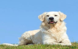 Golden Retriever dogs for sale: Sally - Image 4