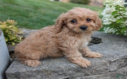 Cavapoo dogs for sale: Abby - Image 1