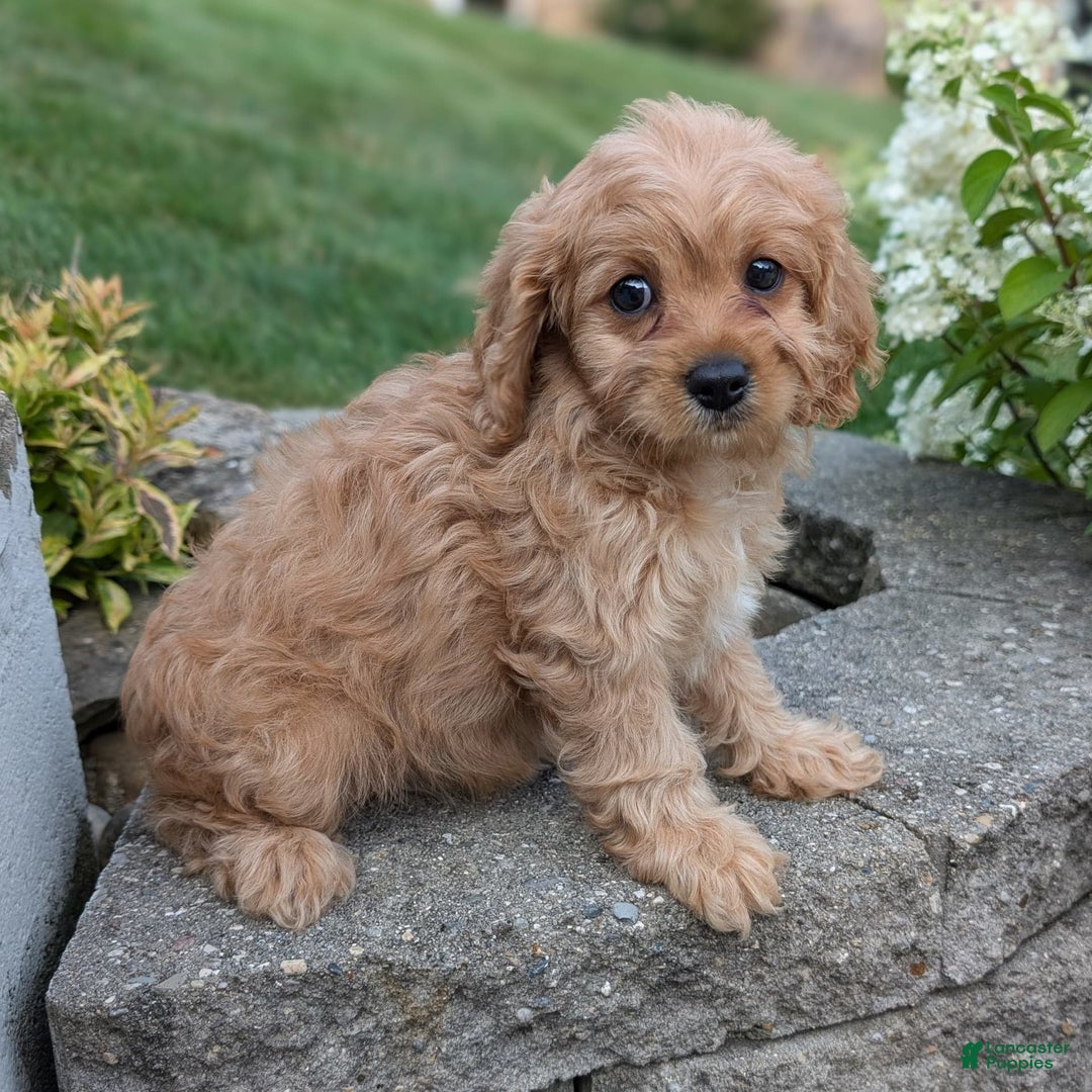 Cavapoo dogs for sale: Abby - Image 1
