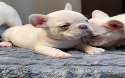 French Bulldog dogs for sale: Sunday - Image 1