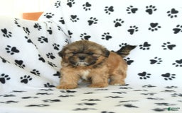 Shih Tzu dogs for sale: Freddie - Image 1
