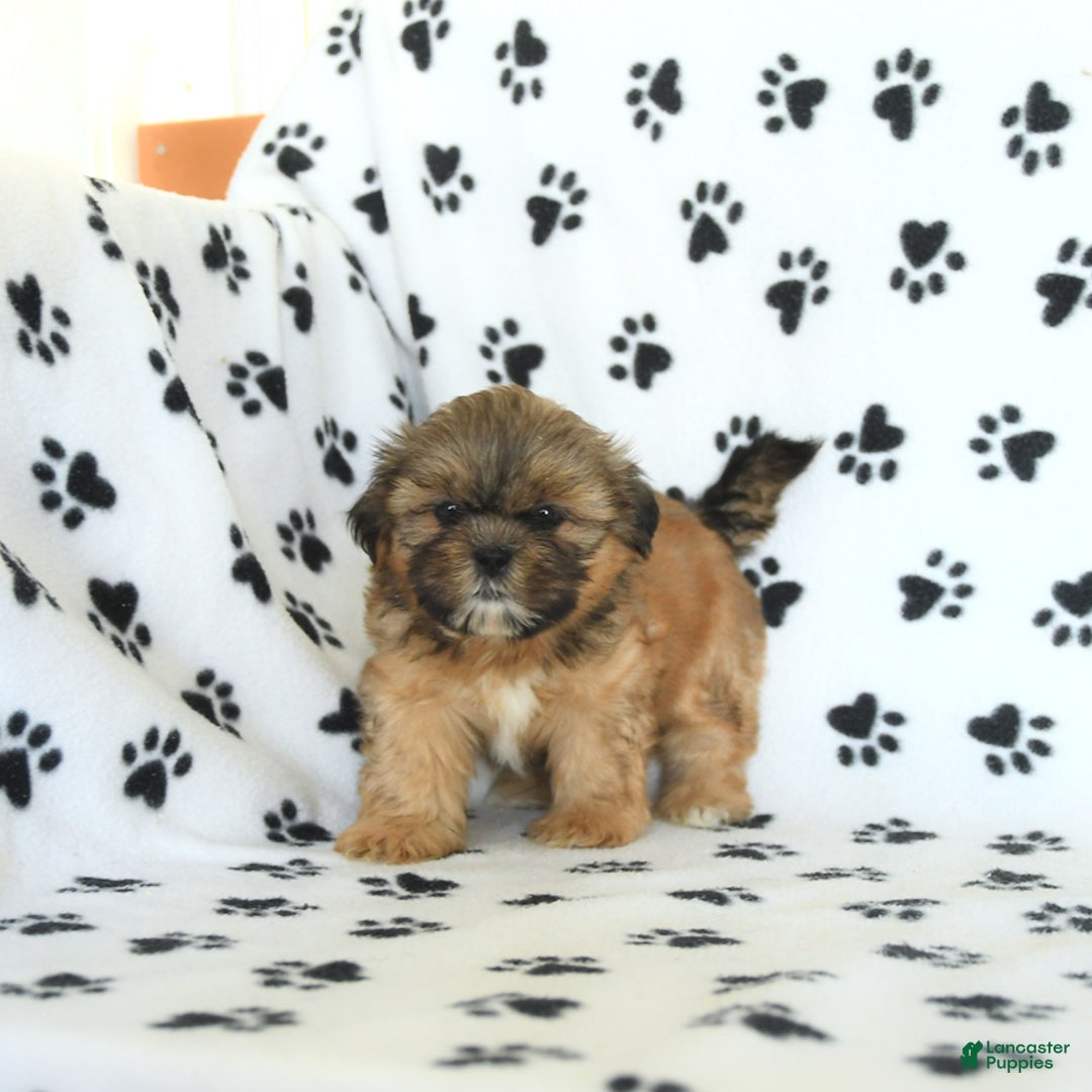Shih Tzu dogs for sale: Freddie - Image 1