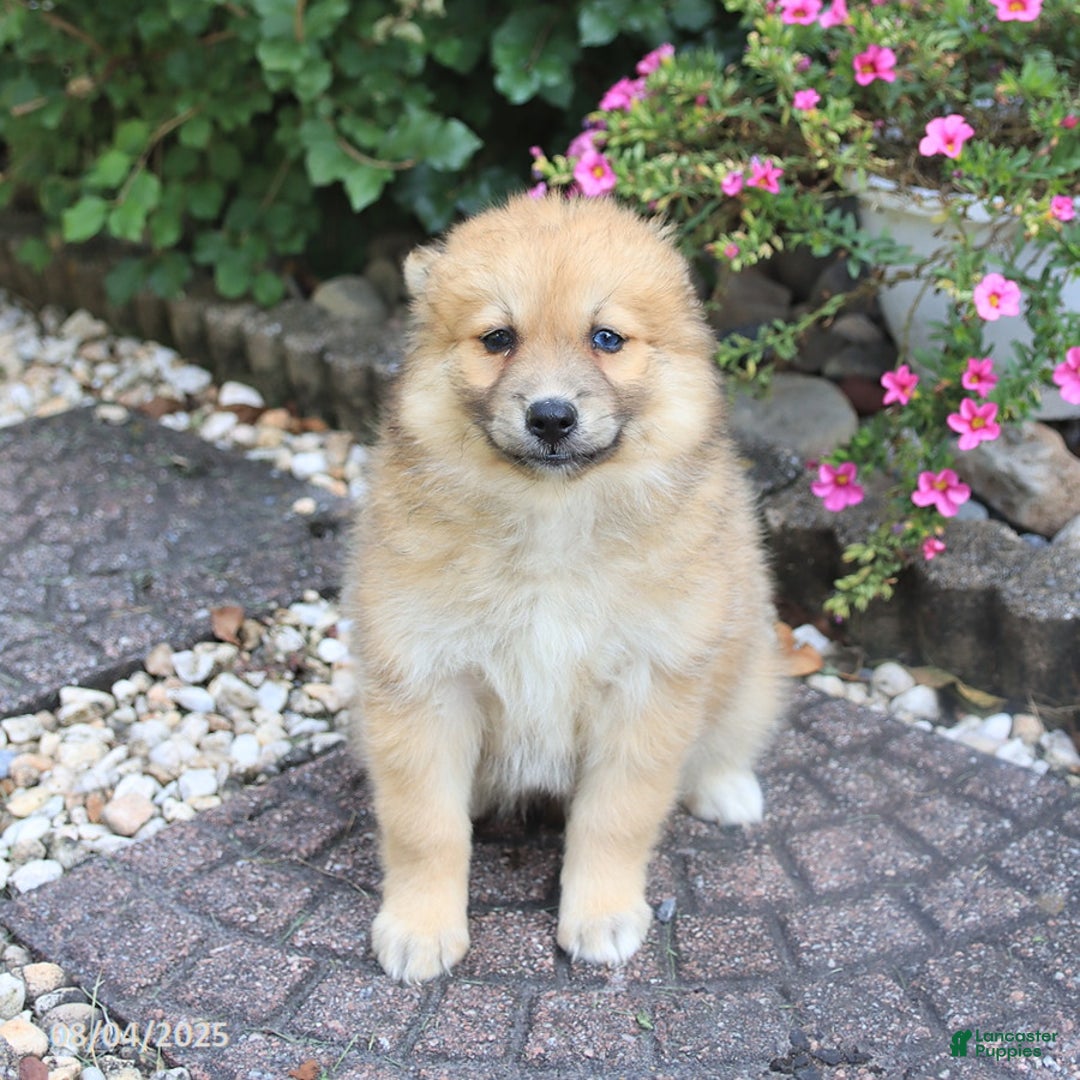 Pomsky dogs for sale: Archie - Image 2