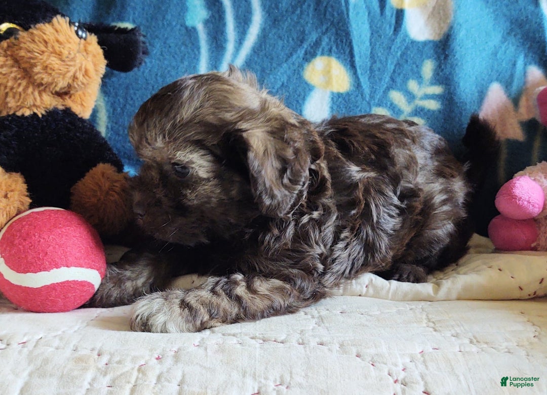 Maltipoo dogs for sale: Chocolate Sissy - Image 9