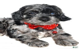 Cockapoo dogs for sale: Wilson - Image 3