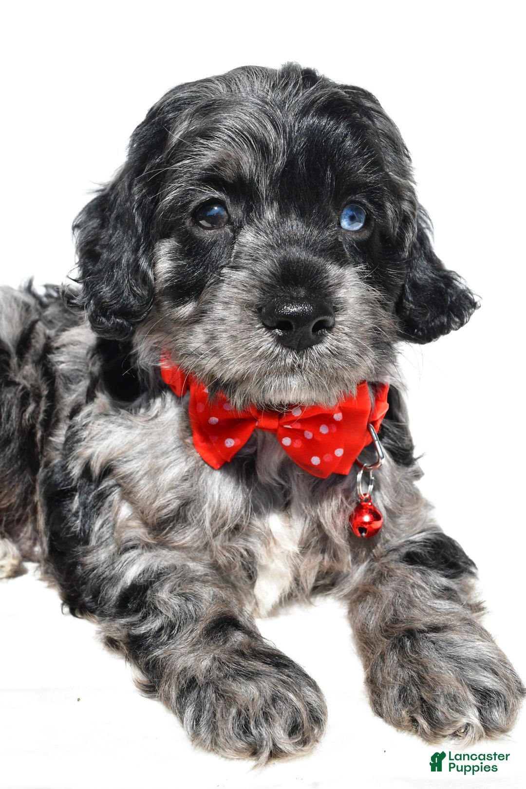 Cockapoo dogs for sale: Wilson - Image 3