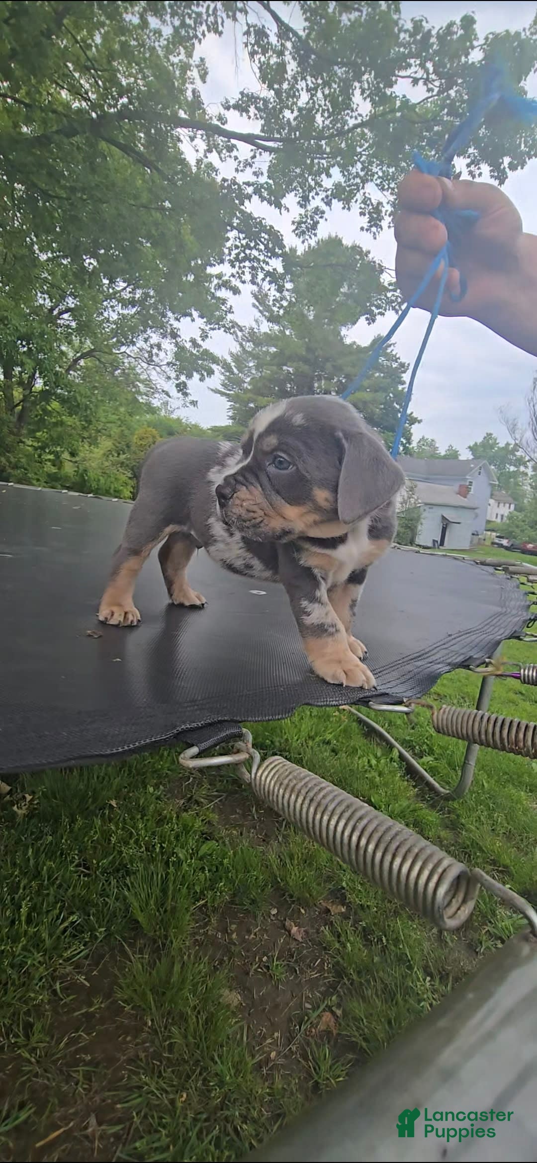 American Bully dogs for sale: Boss - Image 7