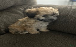 Teddy Bear dogs for sale: Max - Image 7
