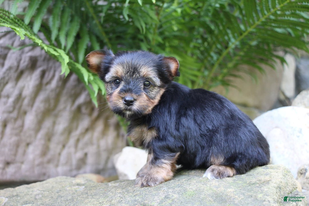 Yorkshire Terrier dogs for sale: Monica - Image 6