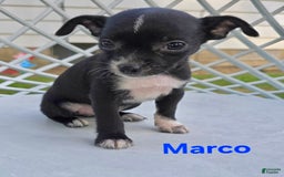 Chihuahua dogs for sale: Marco - Image 3