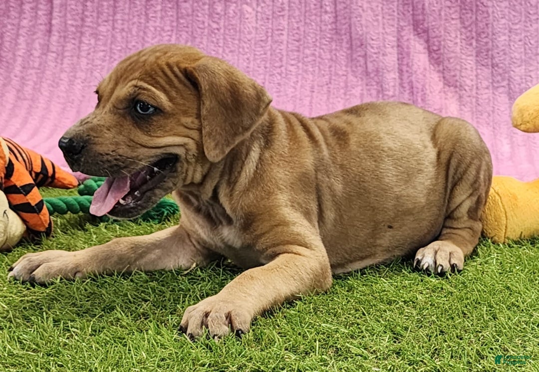 Catahoula Leopard Dog dogs for sale: Duchess 2025 Female 4 - Image 9