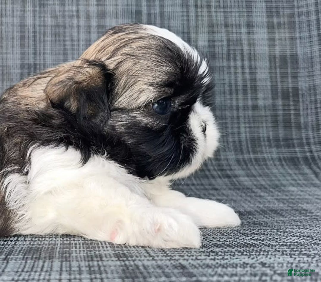 Shih Tzu dogs for sale: Teddy - Image 5