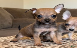 Chihuahua dogs for sale: Captain - Image 10