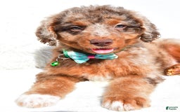 Mini Aussiedoodle dogs for sale: Ernest - Image 7