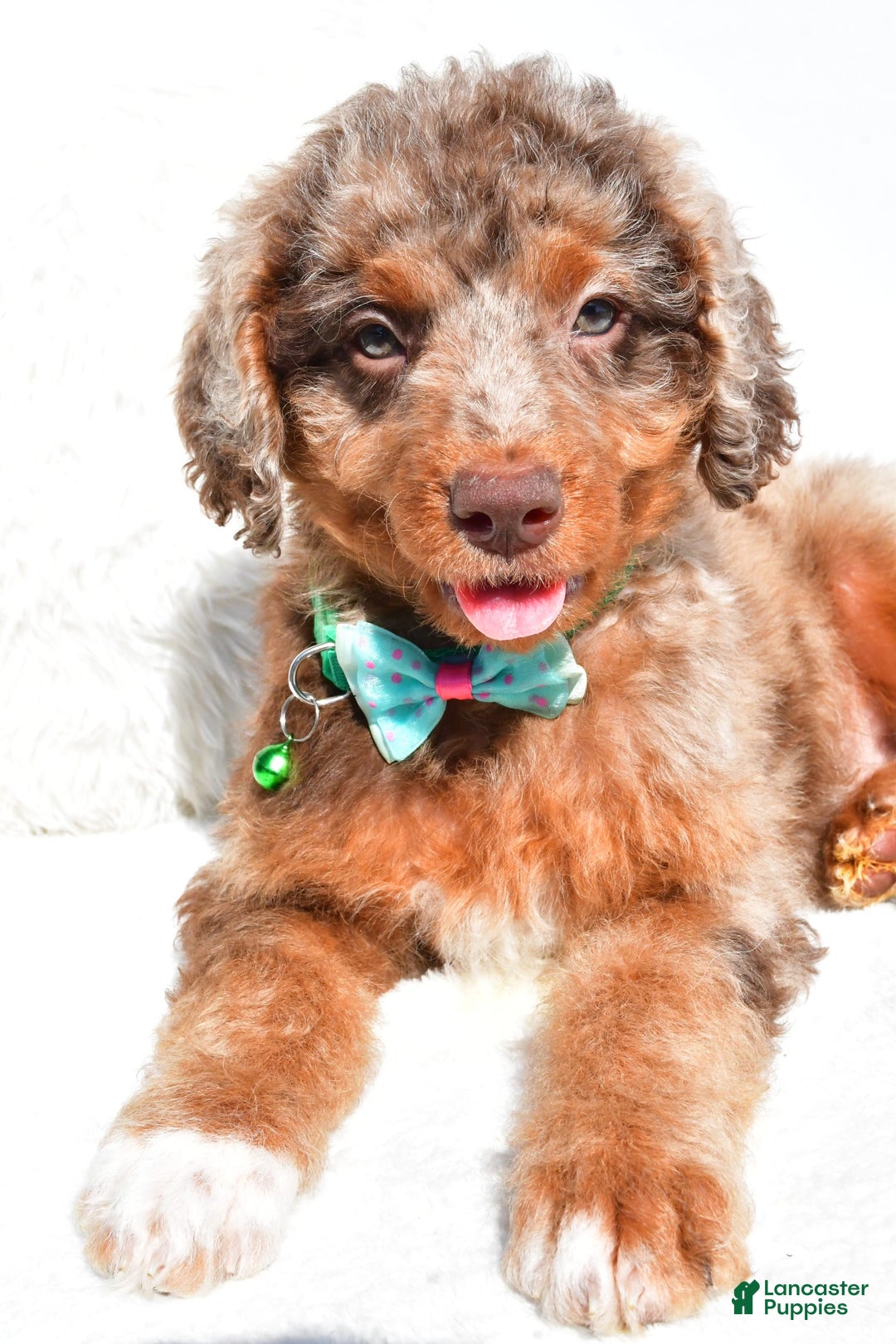 Mini Aussiedoodle dogs for sale: Ernest - Image 7