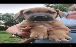 Great Dane dogs for sale: Ash - Image 2