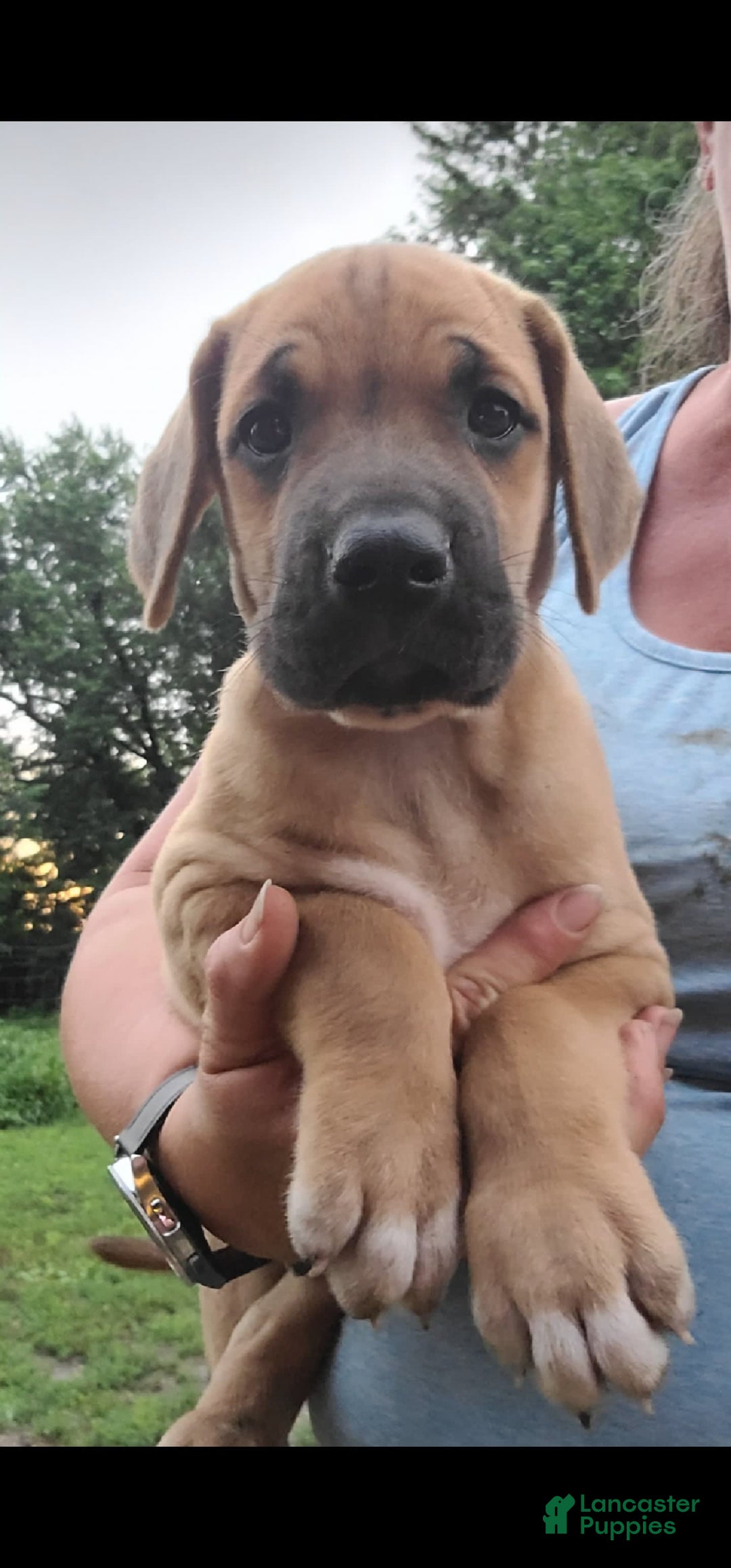 Great Dane dogs for sale: Ash - Image 2