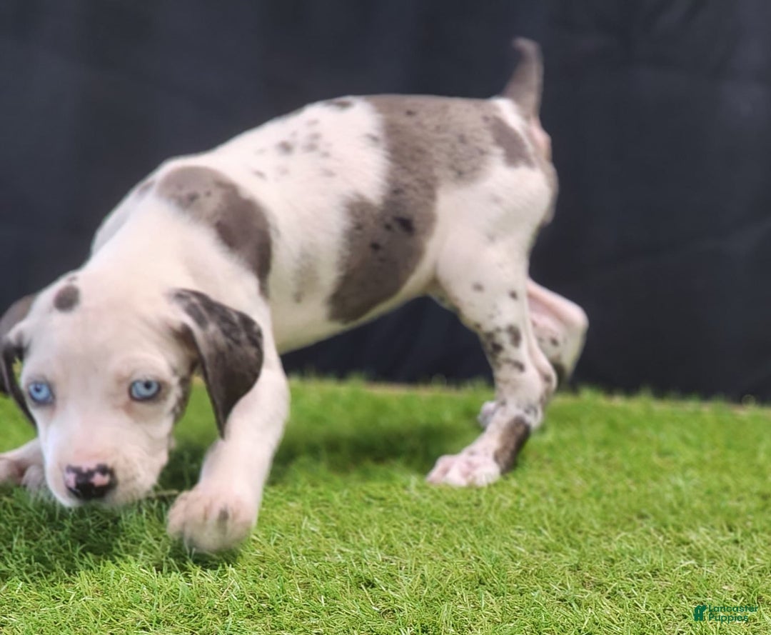 Catahoula Leopard Dog dogs for sale: Diamond 2025 F3 - Image 16