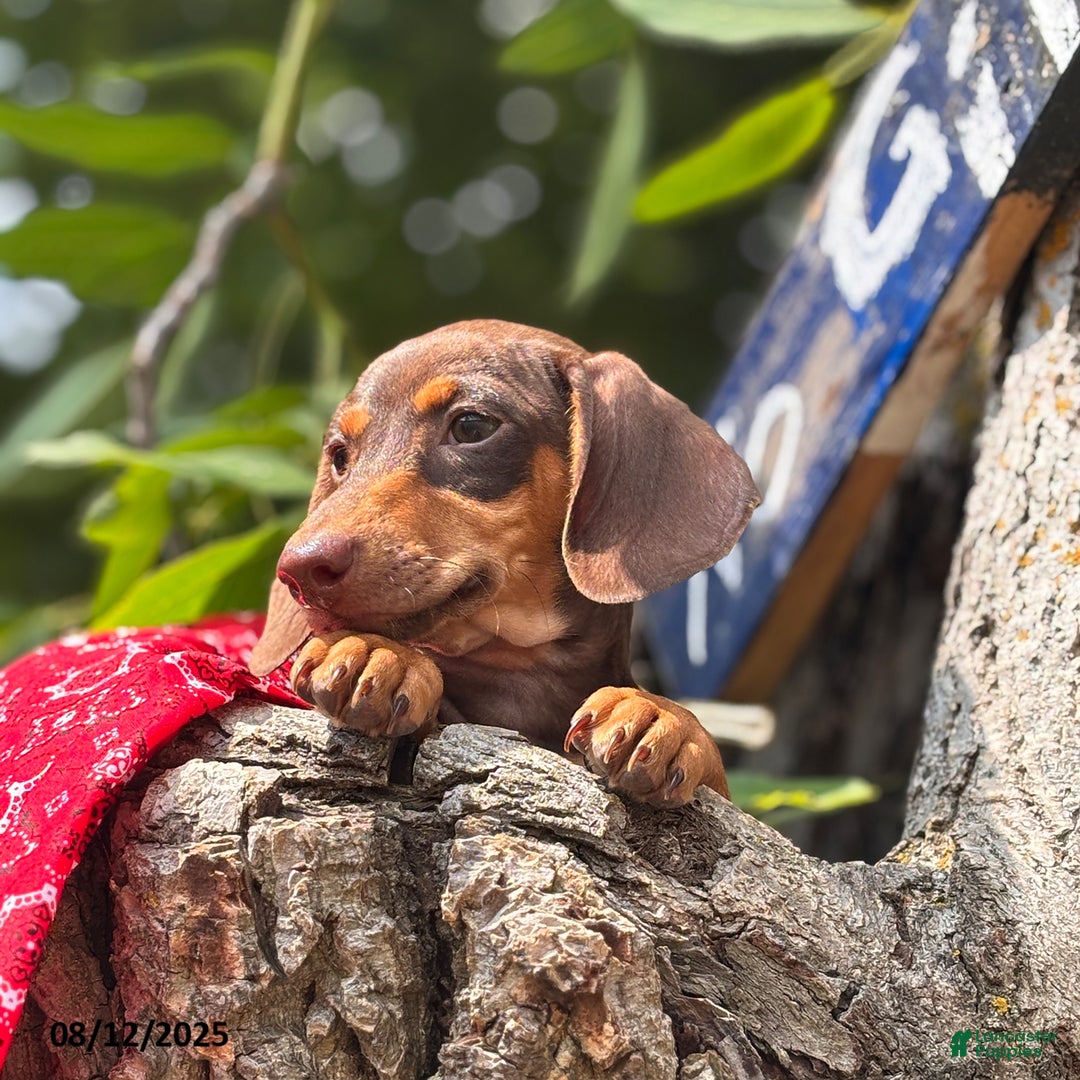 Miniature Dachshund dogs for sale: Mike - Image 2