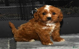 Cavapoo dogs for sale: Toby - Image 1