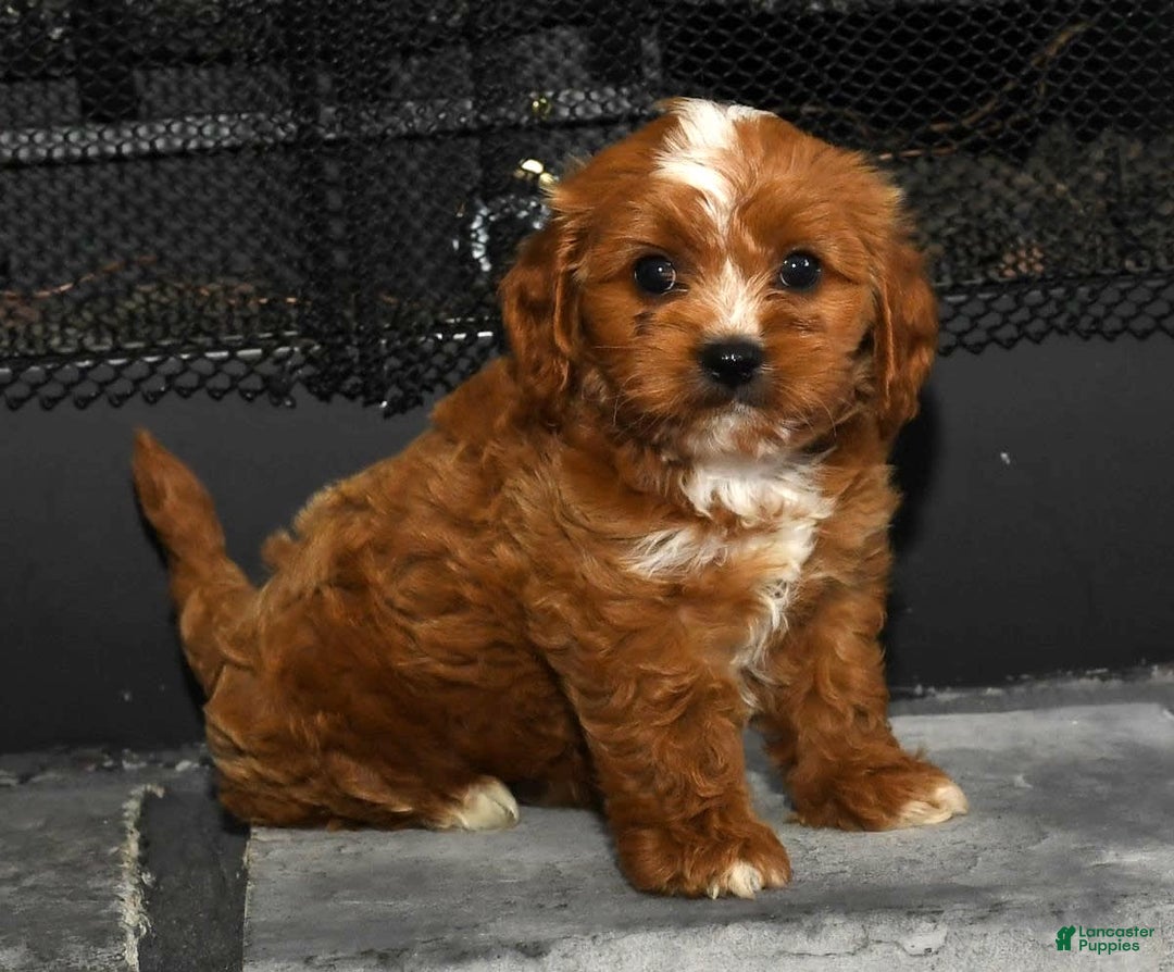 Cavapoo dogs for sale: Toby - Image 1