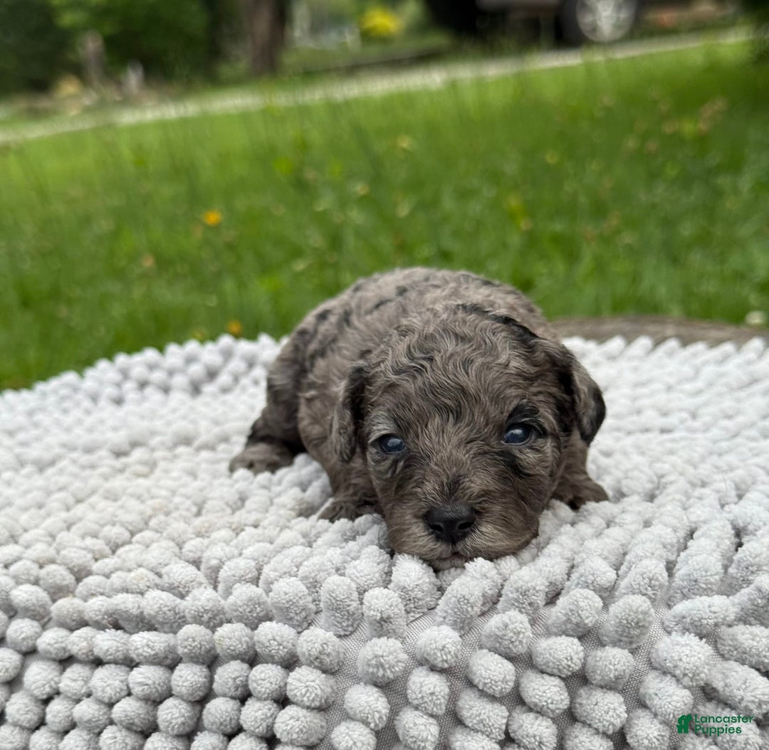 Maltipoo dogs for sale: Isabella - Listing for pets: Avery, Maribel, Isabella, Hudson, Huxley - Image 3