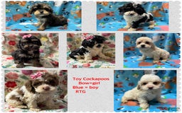 Cockapoo dogs for sale: Toy Cockapoos - Image 1