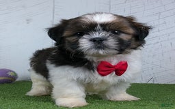 Shih Tzu dogs for sale: Gabe - Image 2