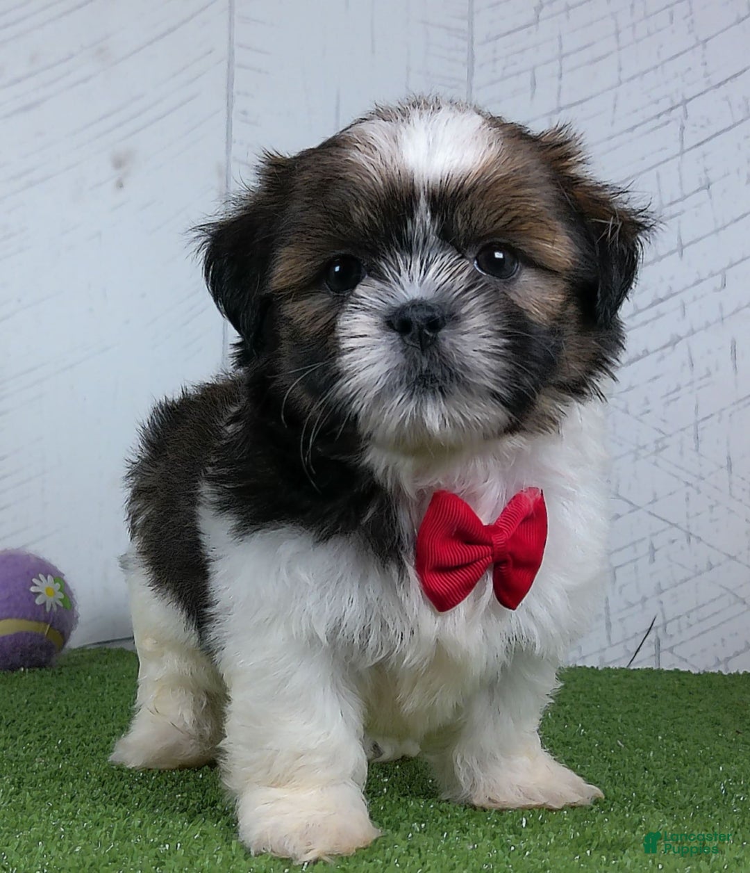 Shih Tzu dogs for sale: Gabe - Image 2