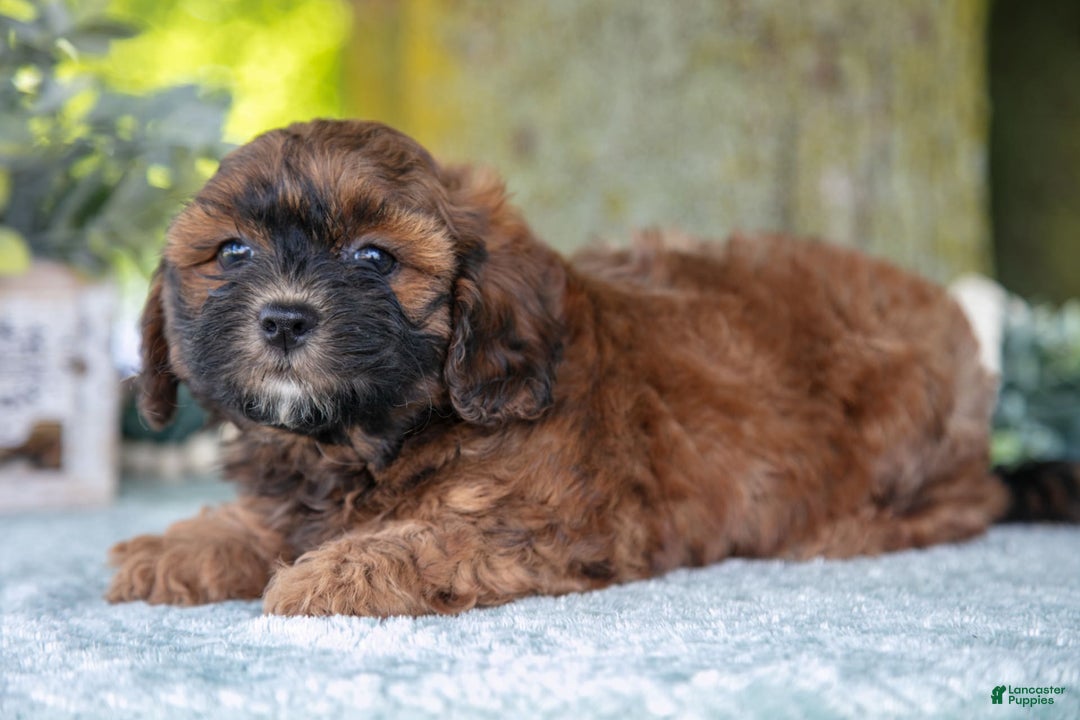 Shihpoo dogs for sale: Megan - Image 1