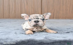 French Bulldog dogs for sale: Dandelion - Image 5