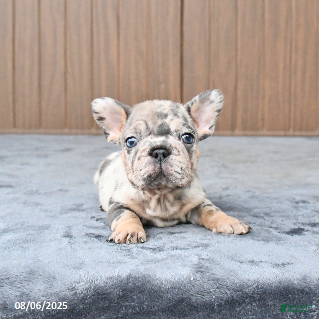French Bulldog dogs for sale: Dandelion - Image 5