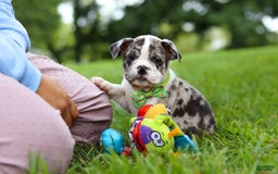 Beabull dogs for sale: Oreo - Image 13