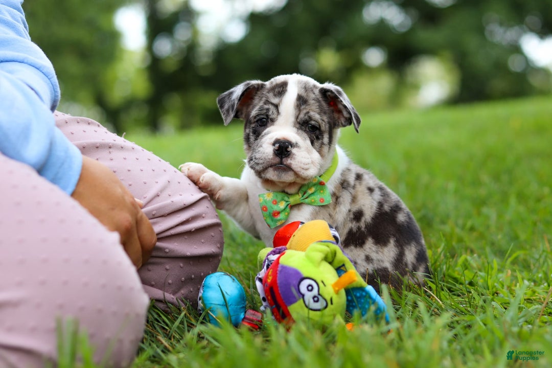 Beabull dogs for sale: Oreo - Image 13