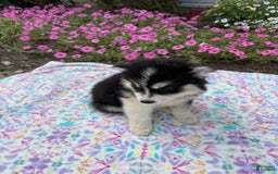 Pomsky dogs for sale: Bingo - Image 2