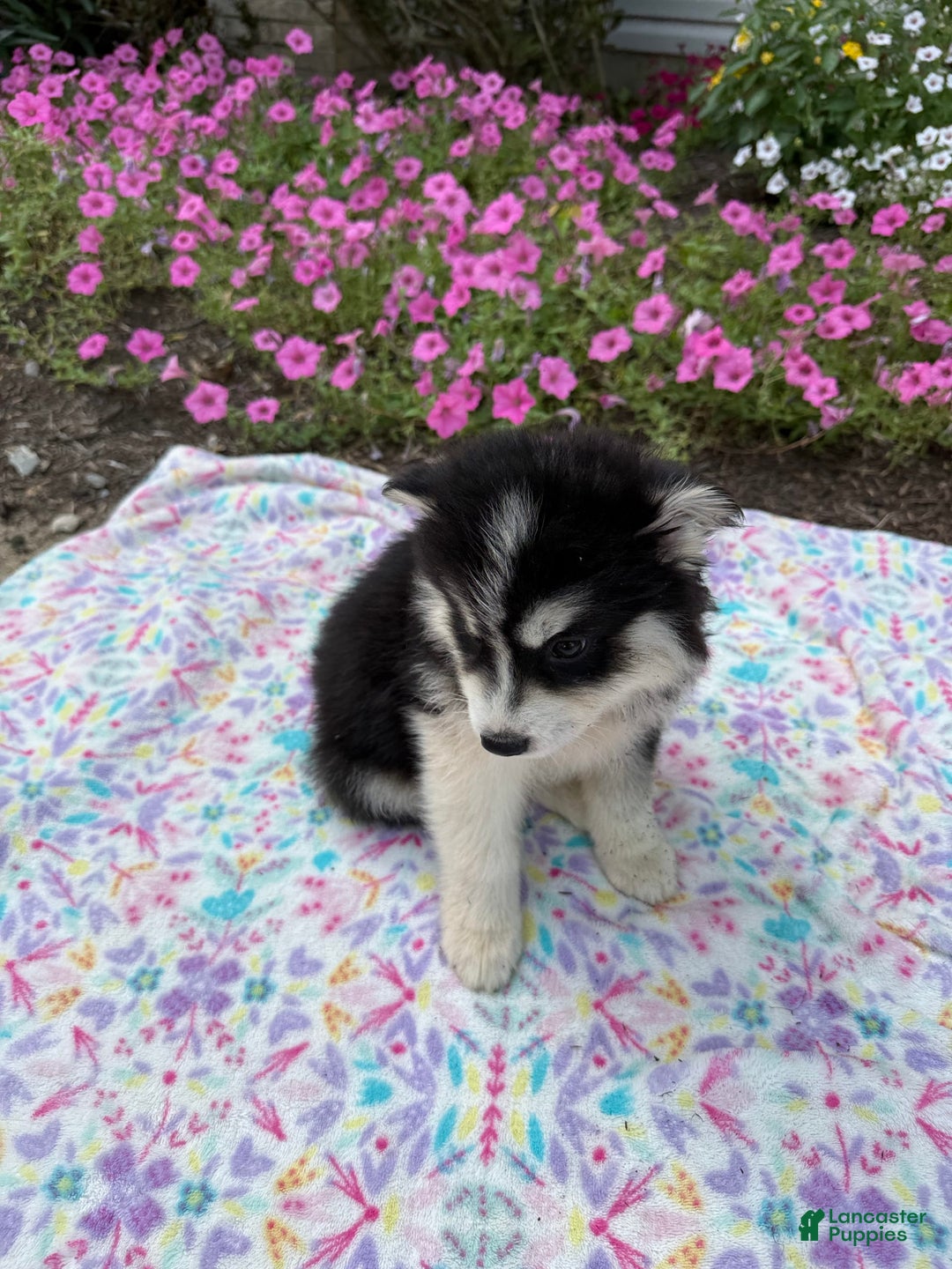 Pomsky dogs for sale: Bingo - Image 2