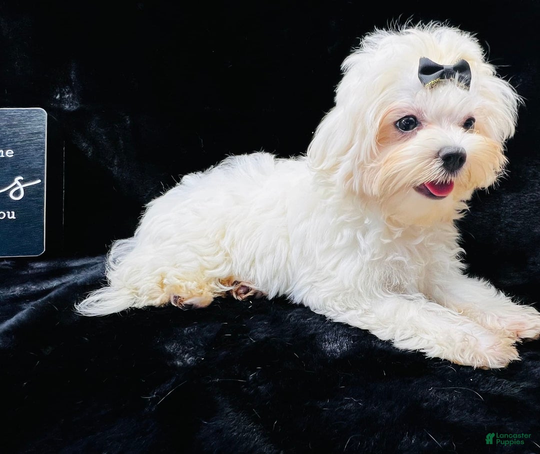 Maltese dogs for sale: Emmas Girl - Image 2