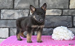 German Shepherd dogs for sale: German Shepherd 6 puppies - Image 5
