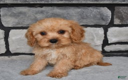 Cavapoo dogs for sale: Bowser - Image 4