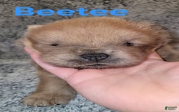 Chow Chow dogs for sale: Beetee - Image 1