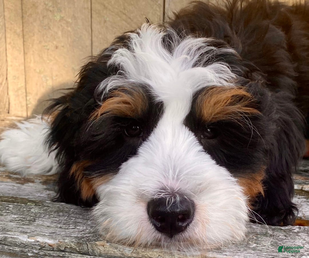 Mini Bernedoodle dogs for sale: ❤️ Boston Ma ❤️ Mini Bernedoodle - Image 12