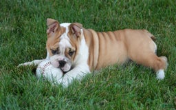 English Bulldog dogs for sale: Olive - Image 8
