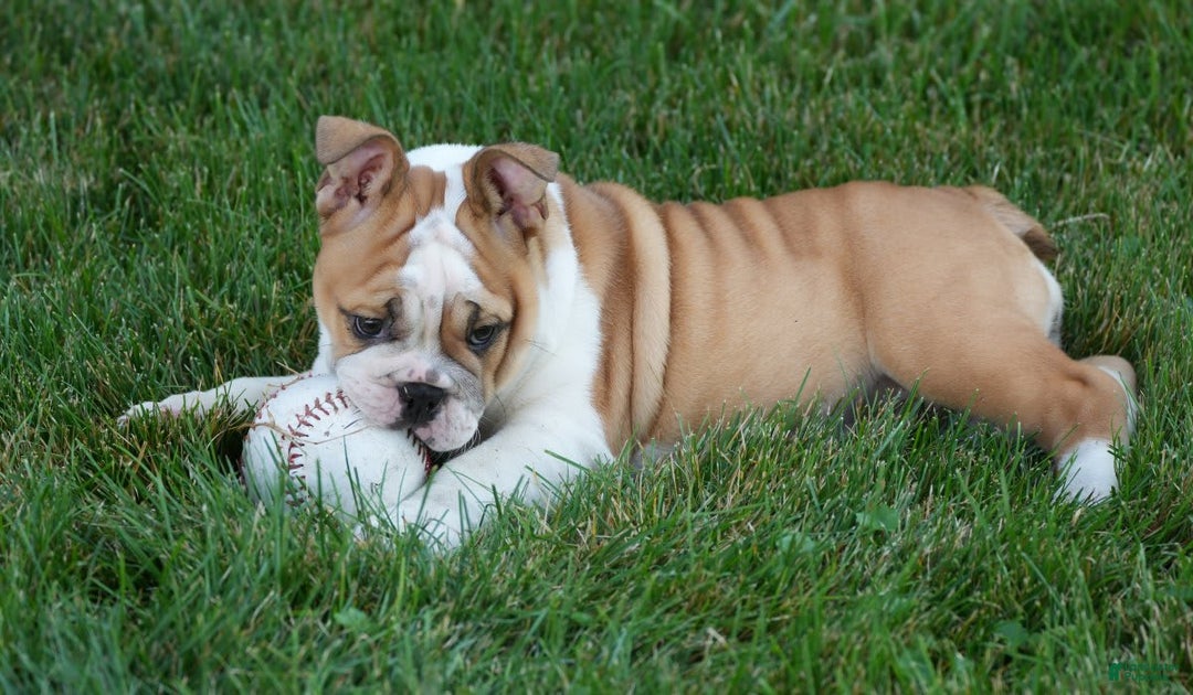 English Bulldog dogs for sale: Olive - Image 8