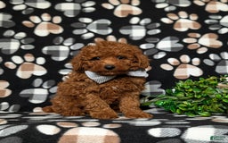 Toy Poodle dogs for sale: Duncan - Image 9
