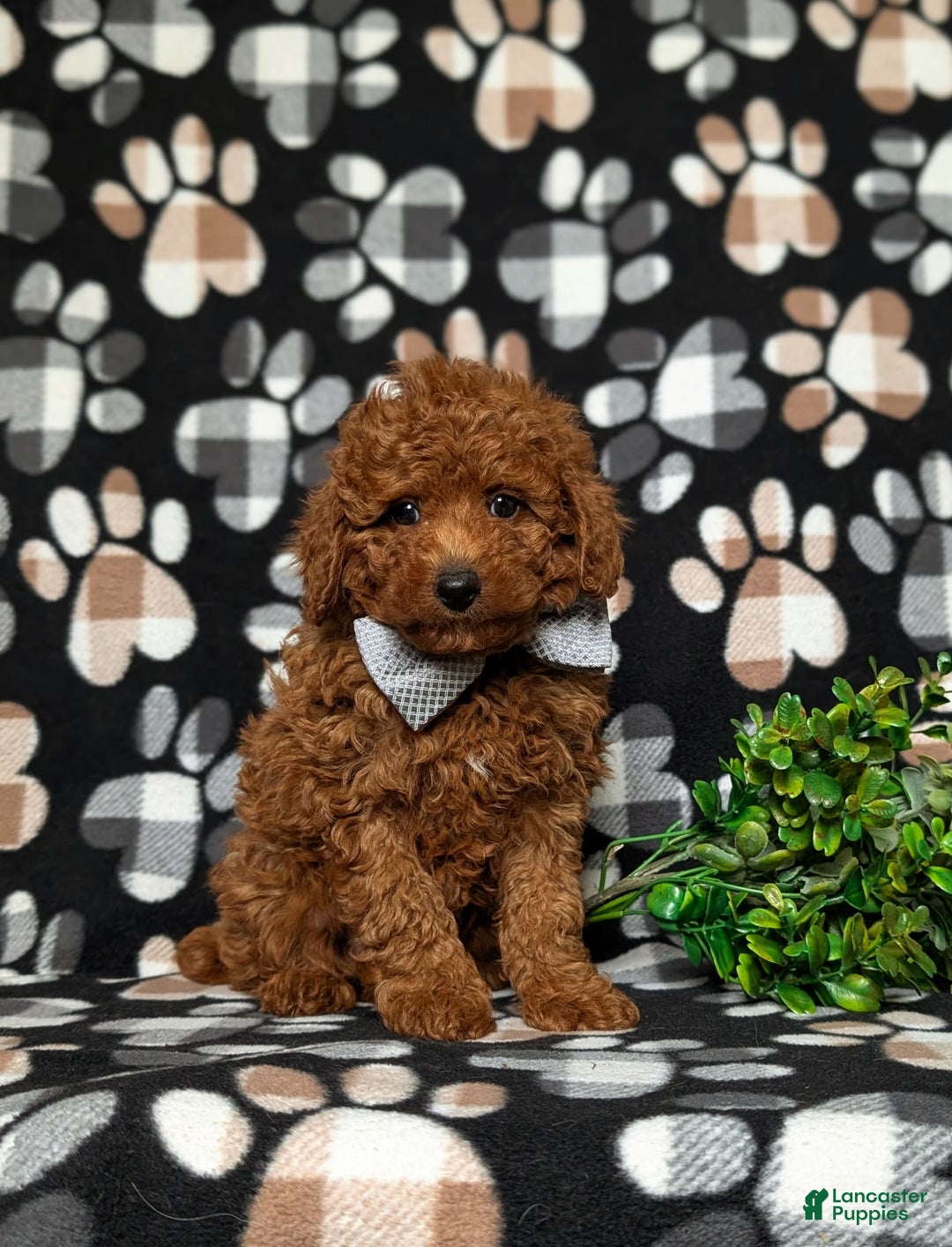 Toy Poodle dogs for sale: Duncan - Image 9