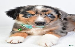 Miniature Australian Shepherd dogs for sale: Skylar - Image 8