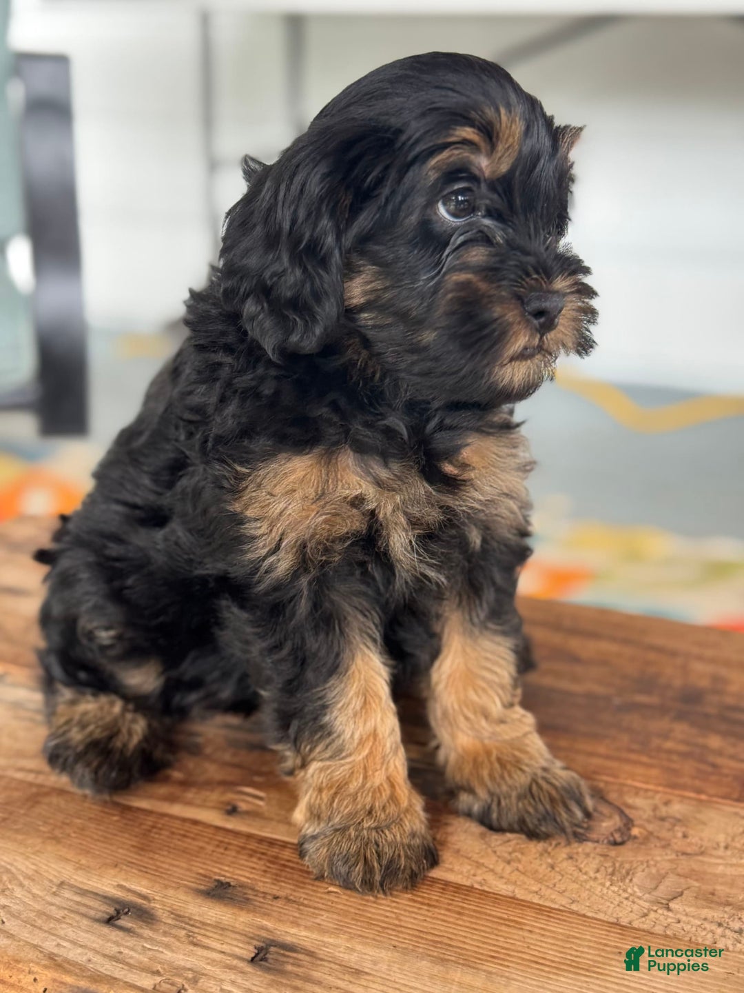 Mini Bernedoodle dogs for sale: Beauty - Image 7