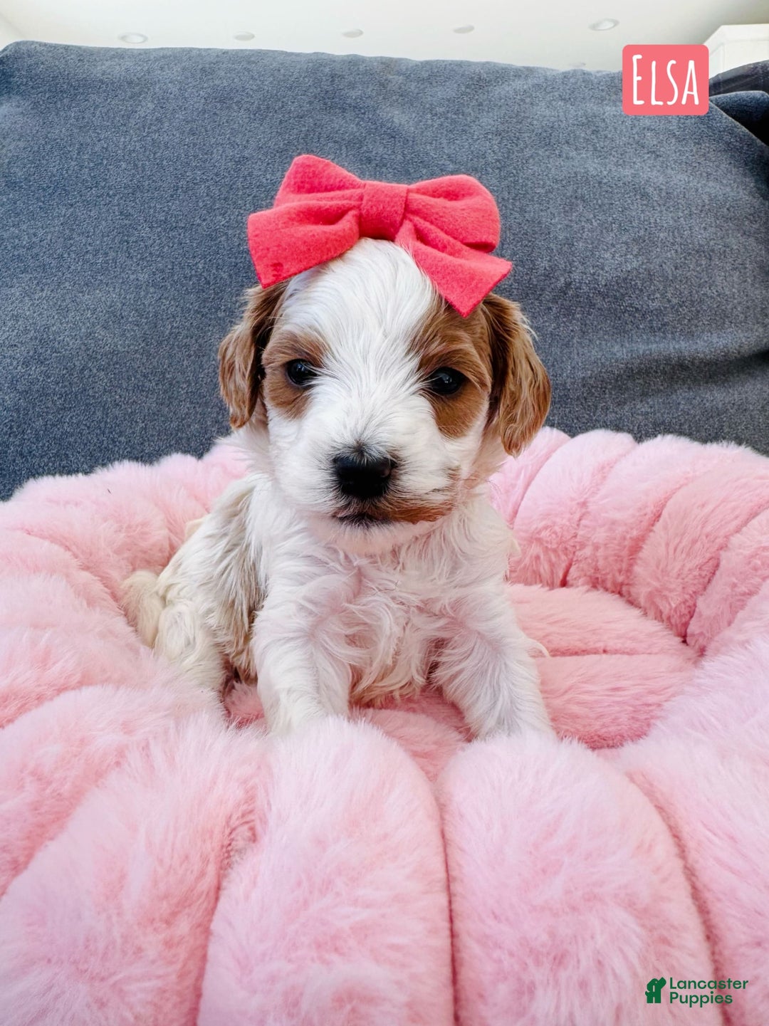 Mini Goldendoodle dogs for sale: Petite Elsa - Image 12